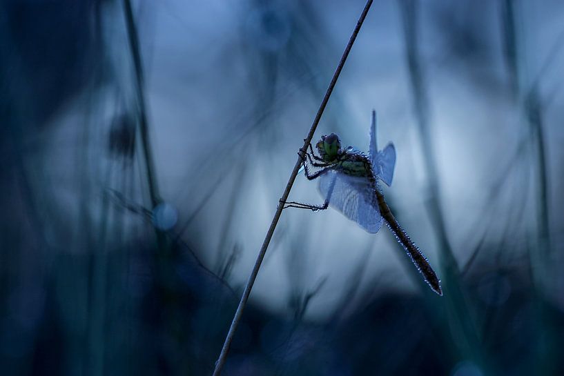 Libelle in dauw van Nienke Castelijns