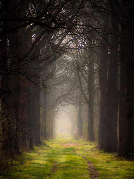 Forêt de conte de fées par Lex Schulte