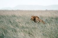 Männlicher Löwe sitzend nach starkem Regen – Serengeti, Tansania