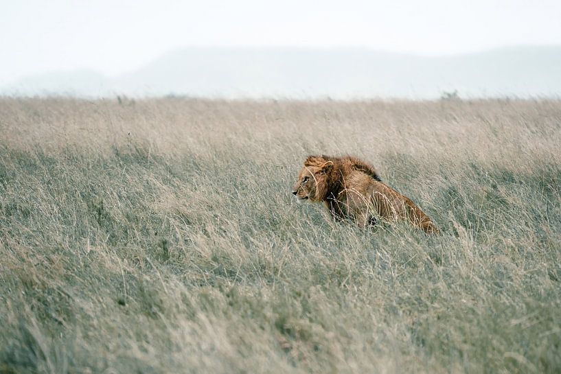 Male lion sitting after heavy downpour – Serengeti, Tanzania by RobinV