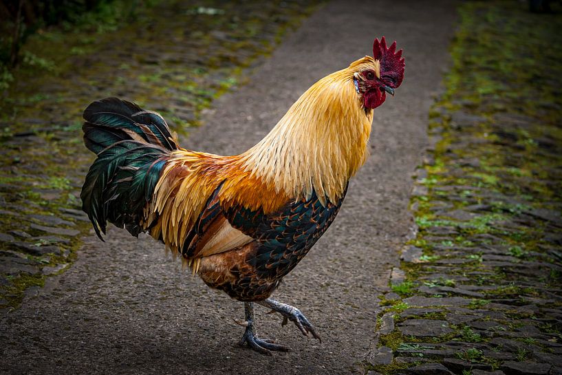 Hendrik Haan van Jeannette Fotografie