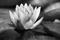 nymphaea aurora waterlelie in zwart wit