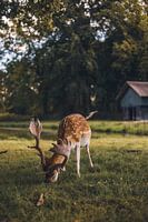 Meeting in the Morning Sun | Kasteel de Haar | Haarzuilens | Utrecht | Holland