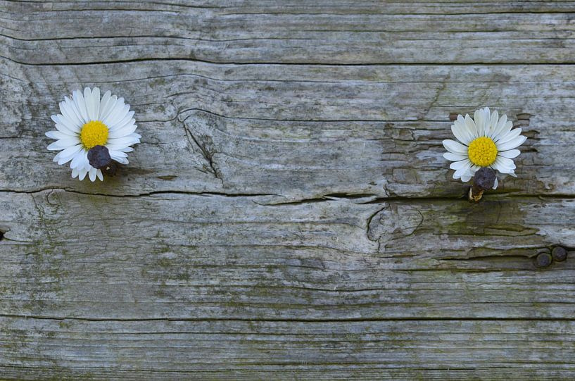 An den Nagel gehangen  van Zwergls Lichtermeer