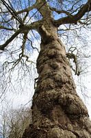 Old tree in the clouds