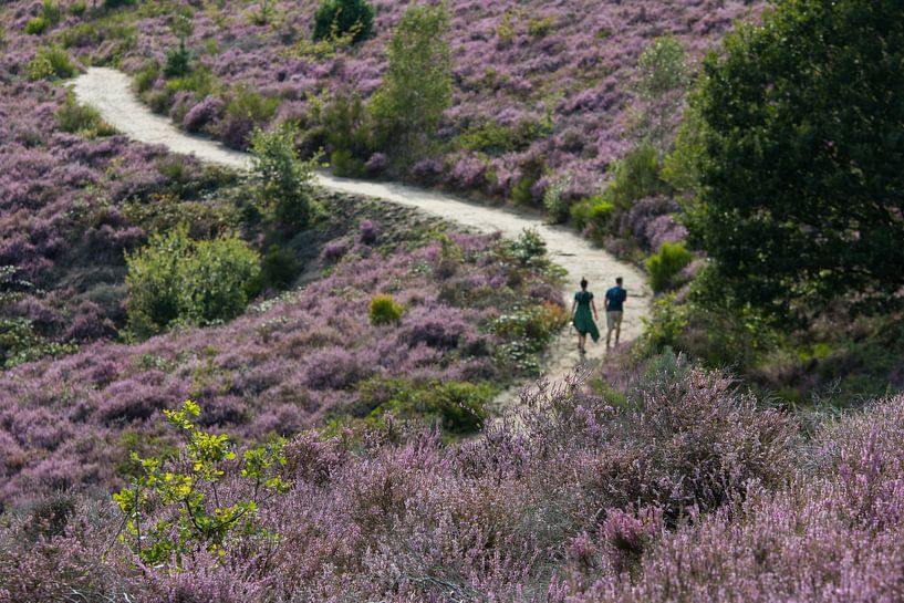 Promenade dans le paradis pourpre par Esther Ehren