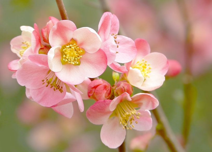 Blüte in Grün (Blüte in Grün) von Caroline Lichthart