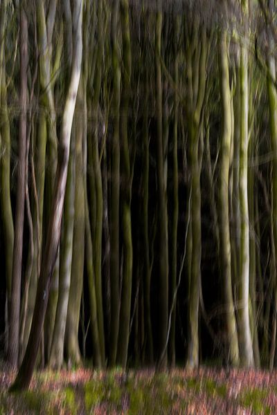 Forêt dense, abstraite et floue, longs troncs d'arbres et fleurs au sol, fond de nature artistique,  par Maren Winter
