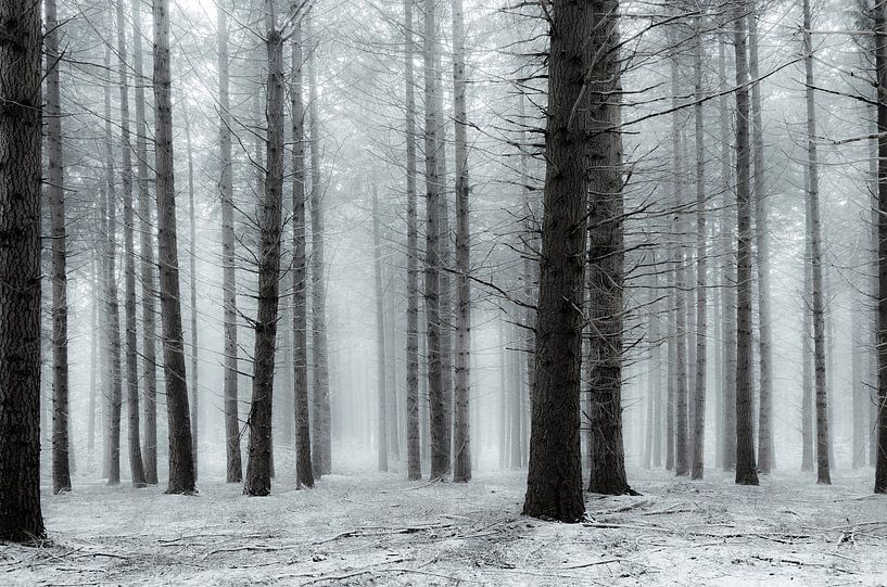 Das göttliche Weiß von Rob Visser
