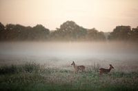 Hirsche im Morgenlicht