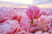 Tulpe mit Kopf über dem Boden