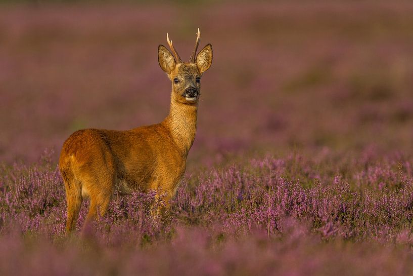Reebok in bloeiende heide van Andy Luberti