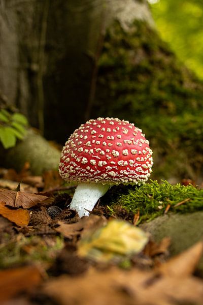 Fly agaric in the Dijkgat forest next to tree roots surrounded by autumn-coloured leaves by Bram Lubbers