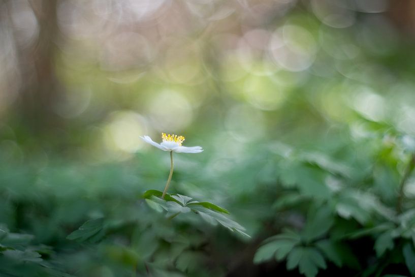 Anémone des bois : fleur de printemps enchanteresse par Moetwil en van Dijk - Fotografie