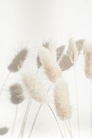 Lagurus séché dans des couleurs neutres