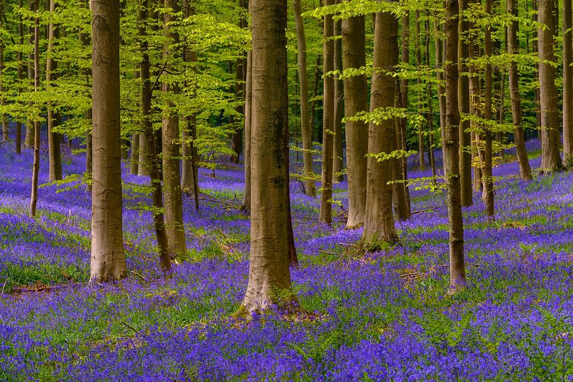 Paysage forestier printanier avec des fleurs de Bluebell par Sjoerd van der Wal Photographie