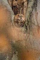 Rostiger Waldkauz im Baum