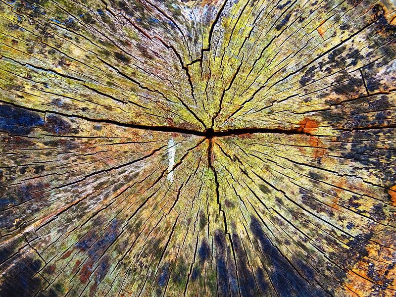 BaumSzene 05 von MoArt (Maurice Heuts)