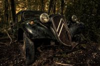 Spirit of the Forest