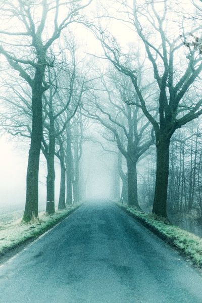 Fog avenue by Kirsten Warner