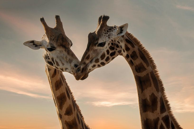 Les girafes aiment par By Marjolein Design