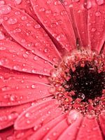 Water drops on a gerbera flower