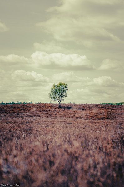 Pas le Canada par Visual van Dijk