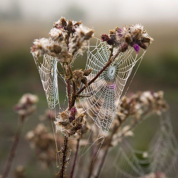 Entdecken Sie die bezaubernde Schönheit des Morgennebels: Einzigartiges Foto eines Spinnennetzes und einer lila Heidelandschaft von Eriks Photoshop