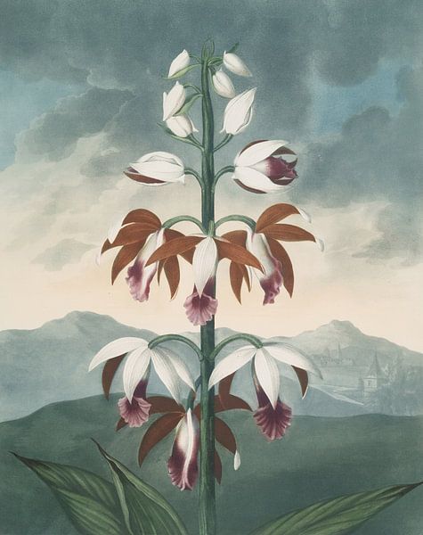 Das China-Limodoron, Robert John Thornton von Meisterhafte Meister