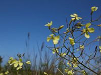 Knopherik on the move on the Kwade Corner