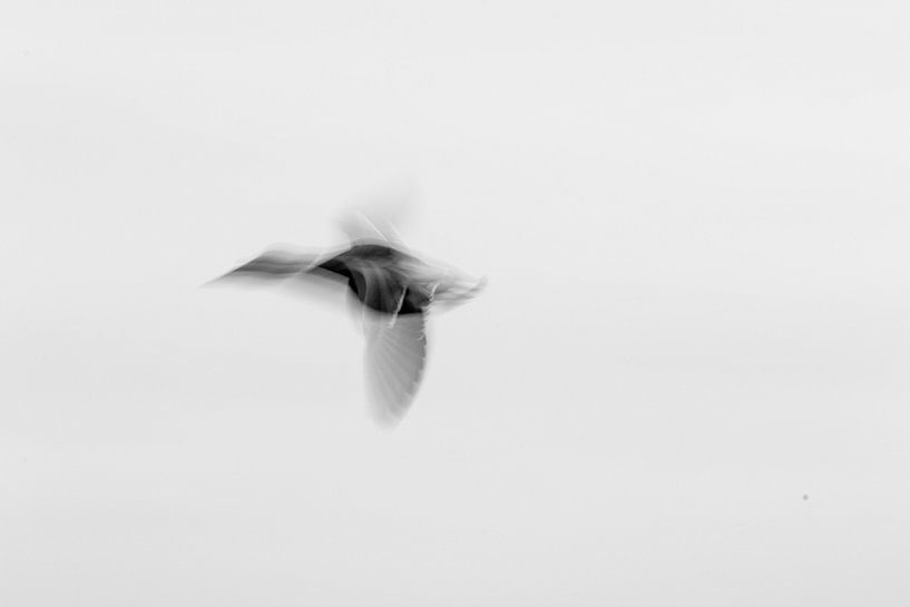 Image abstraite d'un oiseau volant en noir et blanc par Anne Ponsen