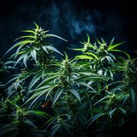 Cannabispflanze auf schwarzem Hintergrund