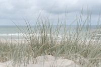 Holländische Dünen