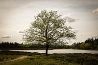 Naturels, Deurne, Pays-Bas