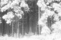 'WINTER', trees in the fog. Black-and-white photography.
