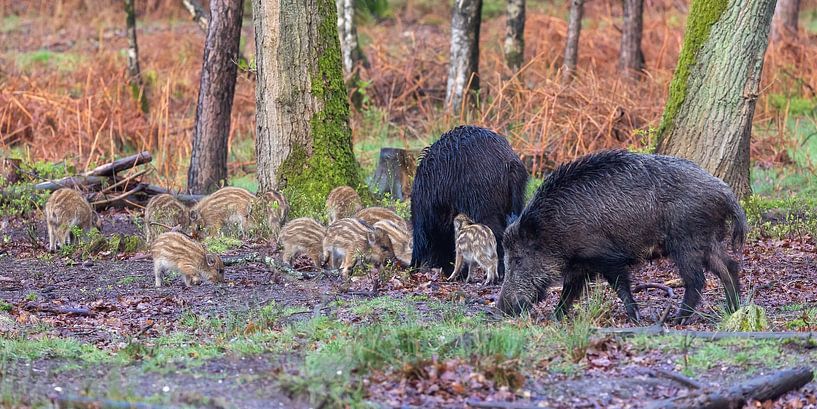 Wild boar with friskies in the forest by Evert Jan Kip