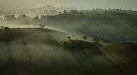 Foggy morning - tea plantation Asia - panorama
