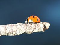 Ladybug