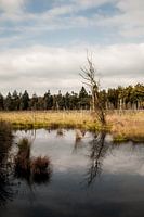 Plas in natuurgebied