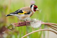 Stieglitz auf Löwenzahn