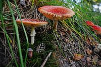 Fairy tale redheads.