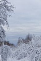 Danish snowy landscape