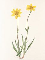 Wollige Arnica van Noord-Amerikaanse Wilde Bloemen (1925) Door Mary Vaux Walcott