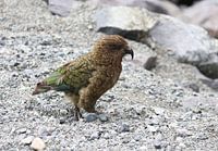 Kea