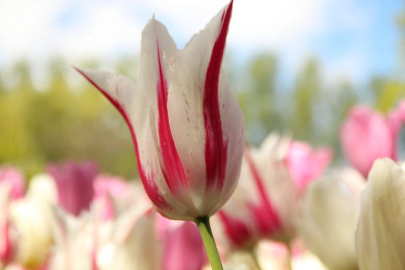 Tulp par Tineke Roosen