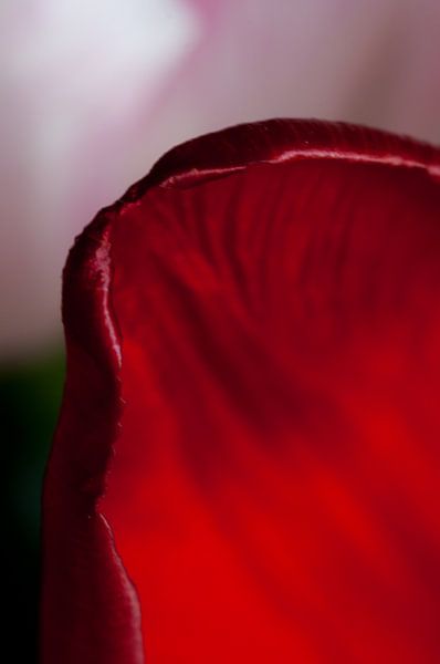 Red petal by Anita van Hengel