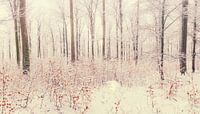 Winter Forest Panorama