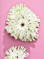 Blumen auf rosa I Stack Gerbera's