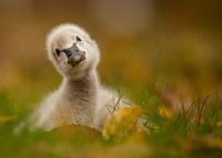 Schwarzer Schwan Baby