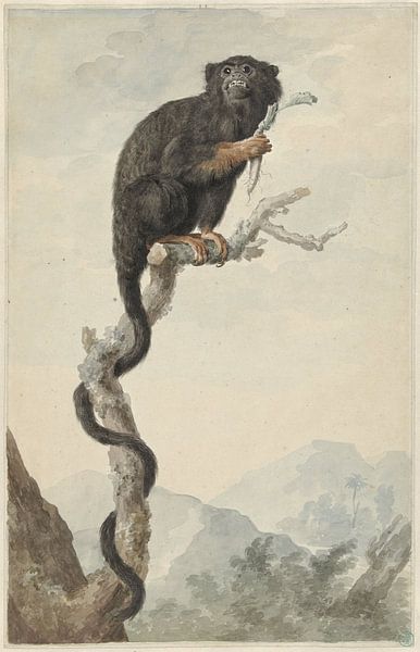 Ein Tamarin mit roten Händen, Jacob Perkois, 1776 von Creative Masters Old Masters